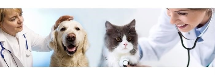 Ветеринарное лечение в клинике: мнение эксперта