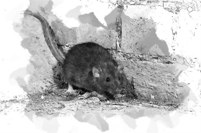 Влияние наличия мест обитания крыс рядом с квартирой на права и обязанности собственников